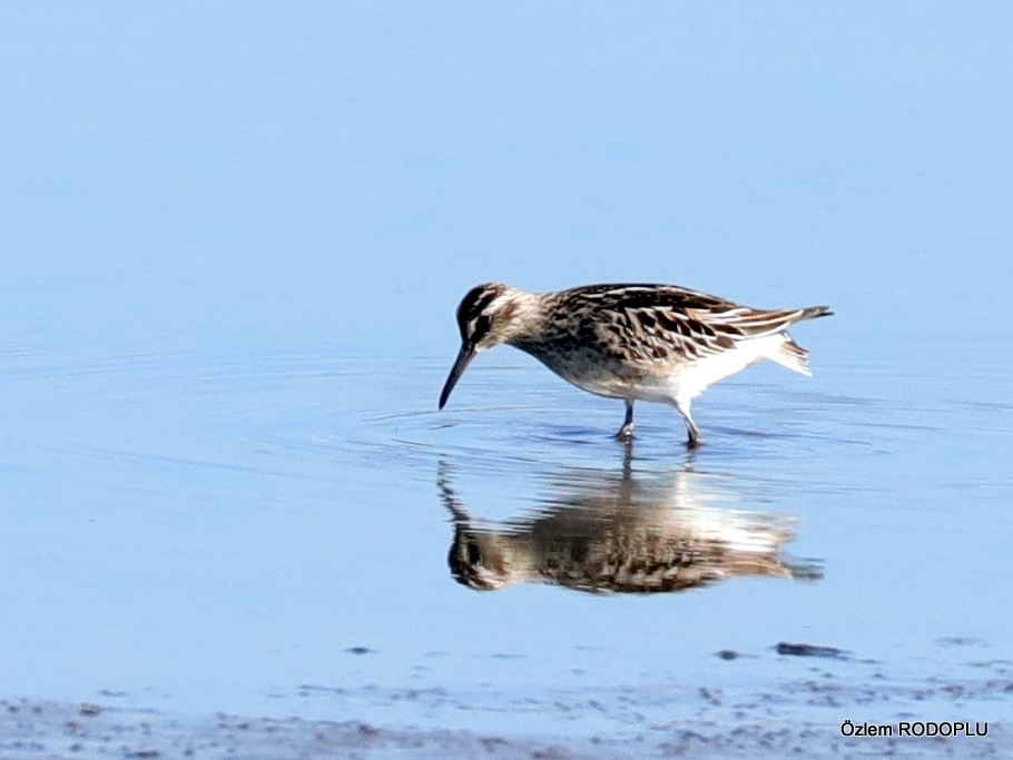 Broad-billed Sandpiper