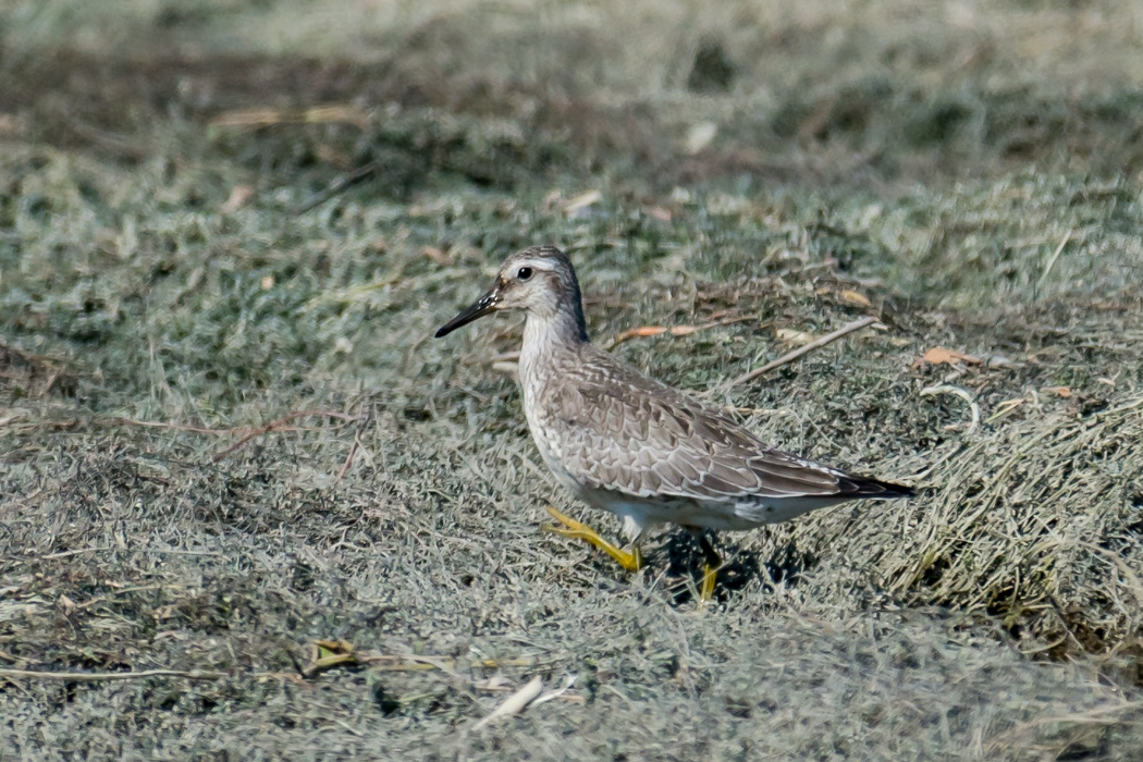 Red Knot