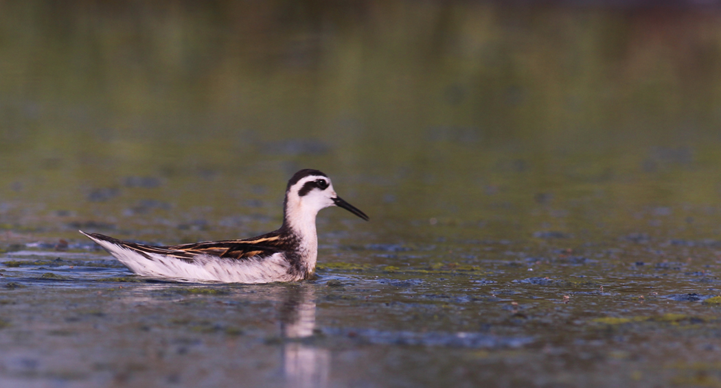 Red-necked Phalarope