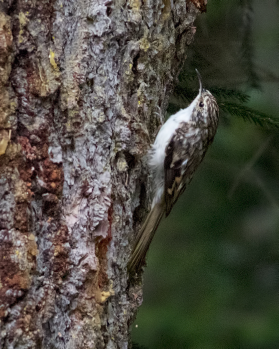 Eurasian Treecreeper