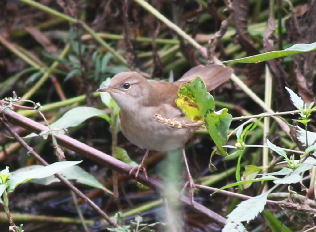 Savi`s Warbler