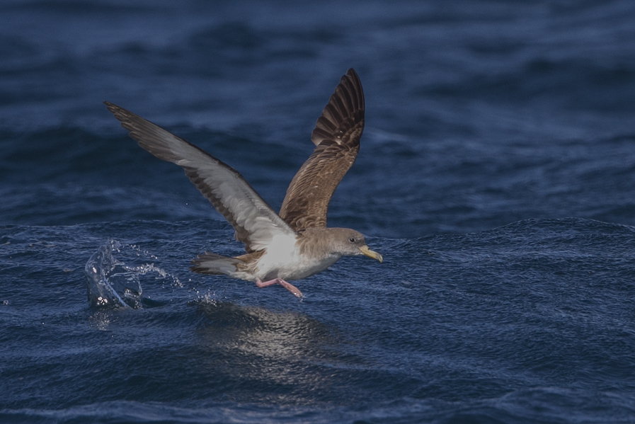 Scopoli`s Shearwater