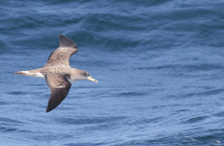 Scopoli`s Shearwater