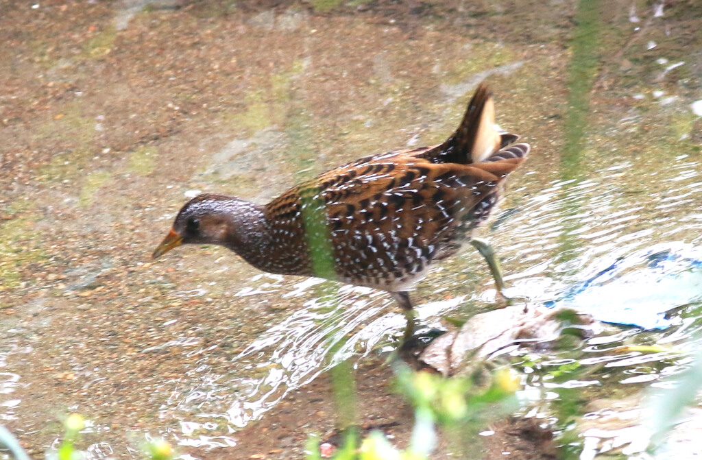Spotted Crake