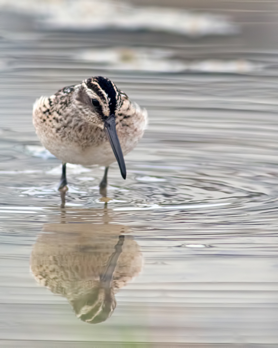 Broad-billed Sandpiper
