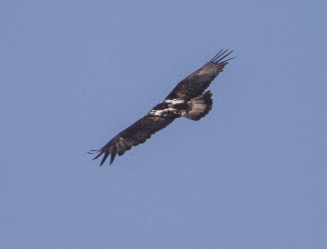 Eastern Imperial Eagle