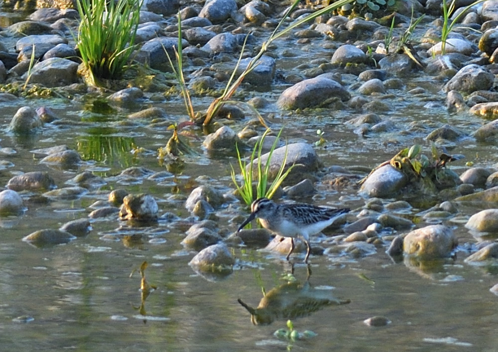 Broad-billed Sandpiper