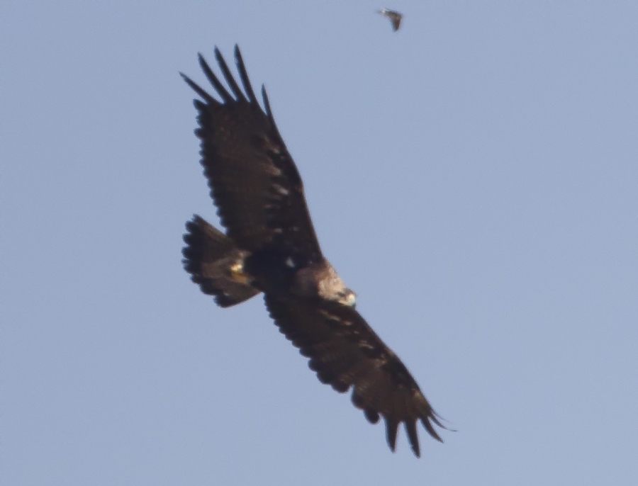 Eastern Imperial Eagle