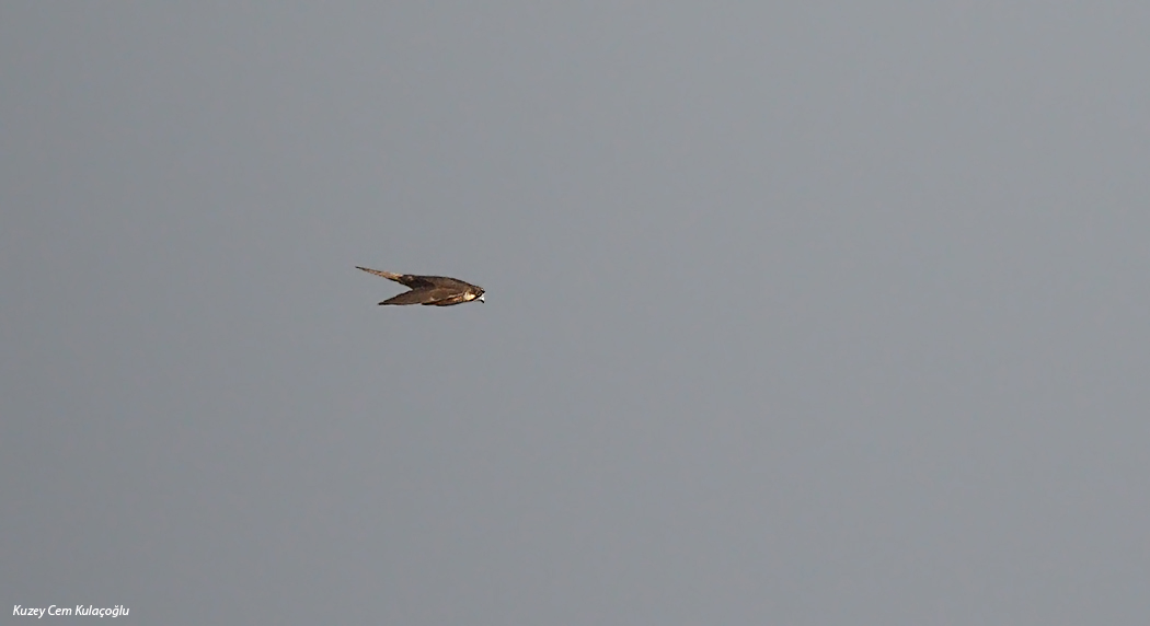 Eleonora`s Falcon