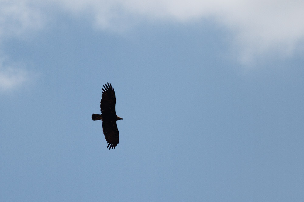 Eastern Imperial Eagle