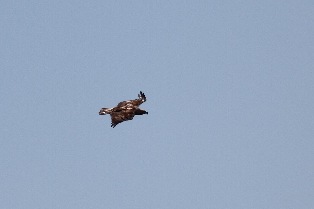 Eastern Imperial Eagle