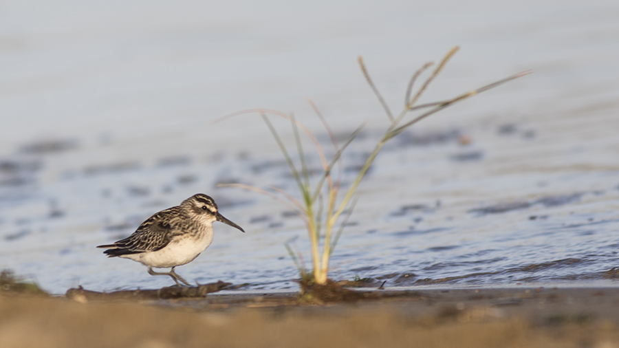 Broad-billed Sandpiper
