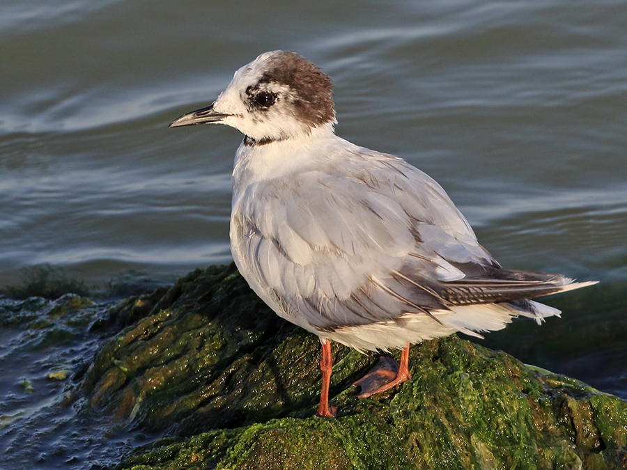 Little Gull