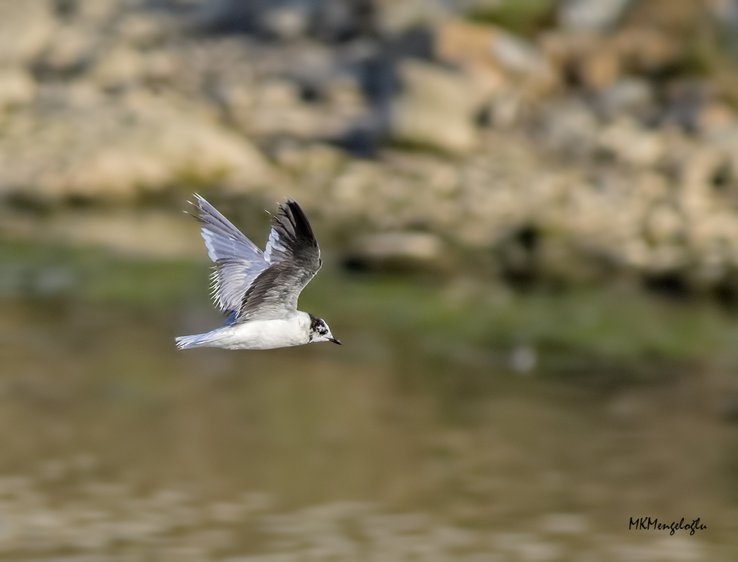 Little Gull