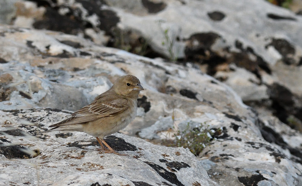 Pale Rockfinch