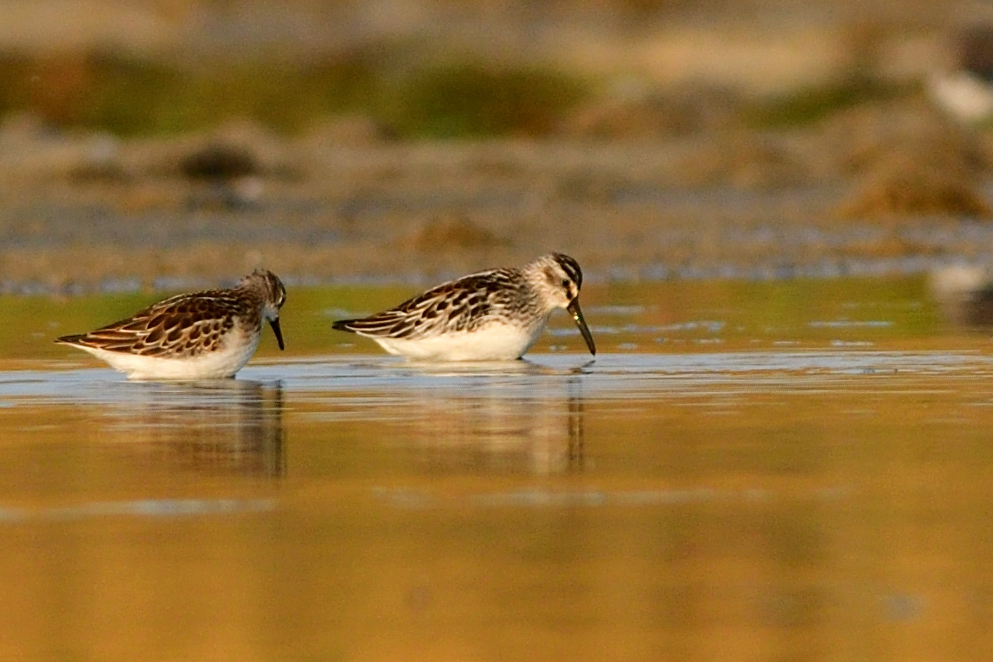 Broad-billed Sandpiper