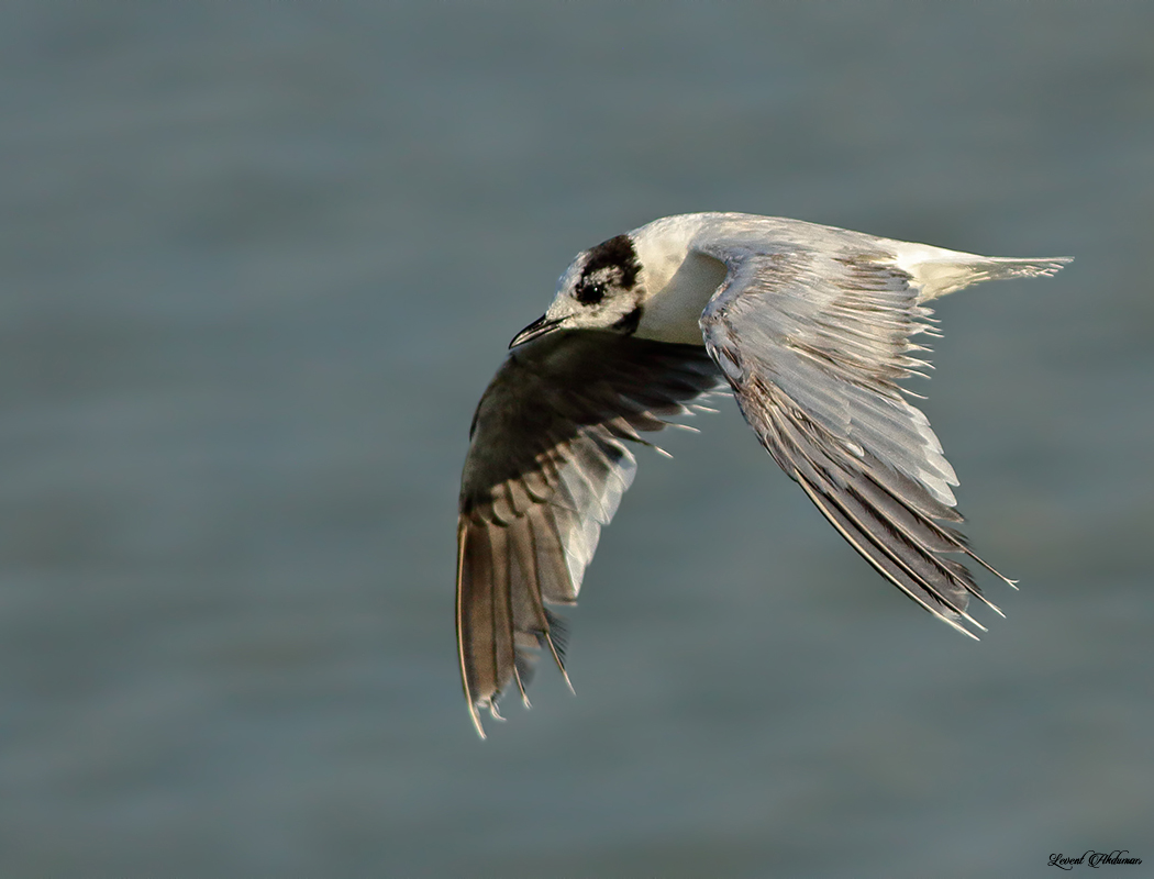 Little Gull