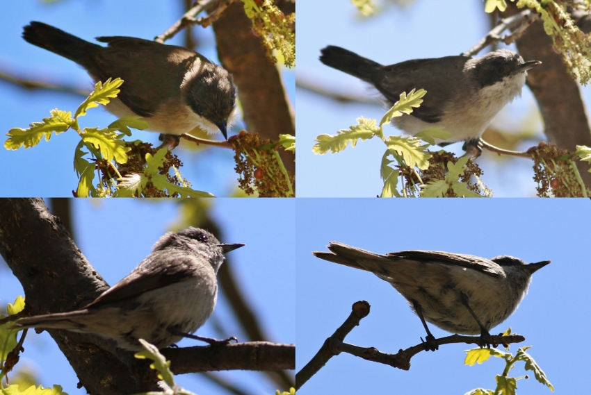 Eastern Orphean Warbler
