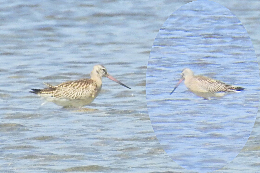 Bar-tailed Godwit