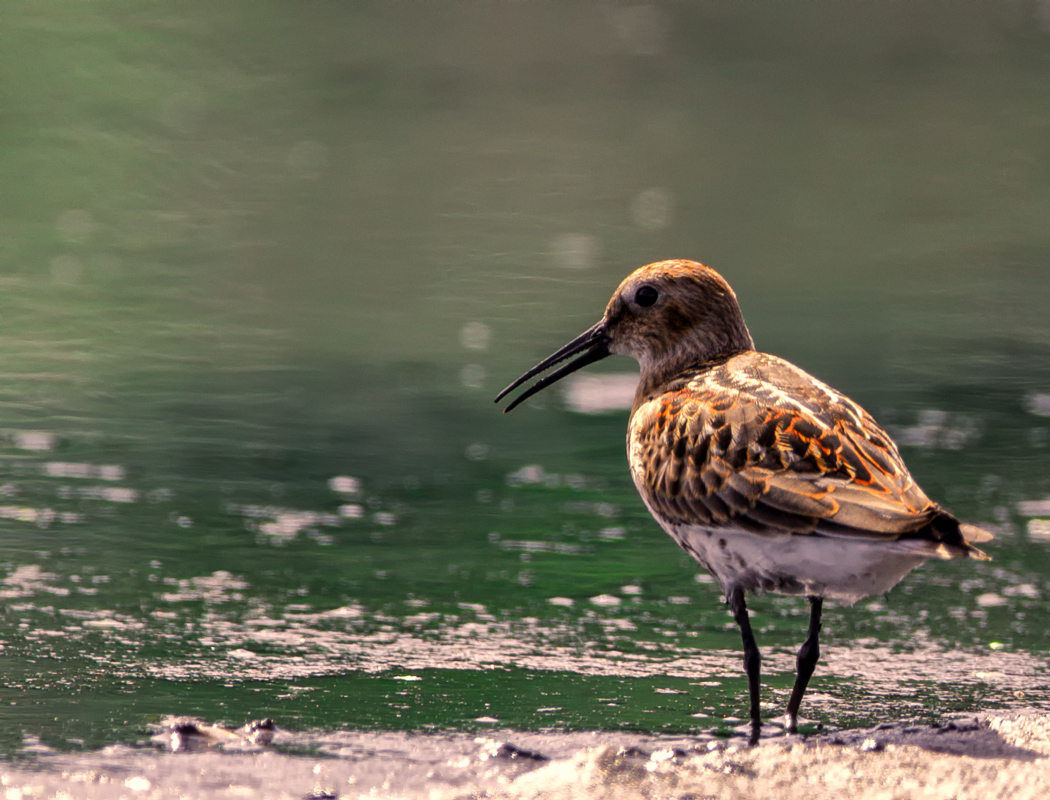 Karakarınlı Kumkuşu