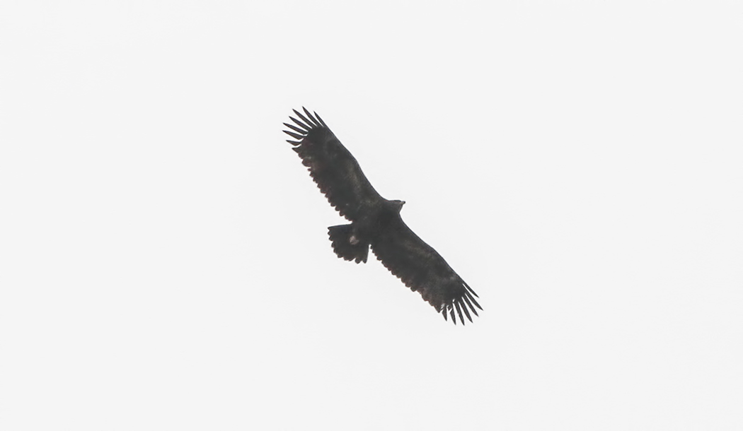 Greater Spotted Eagle