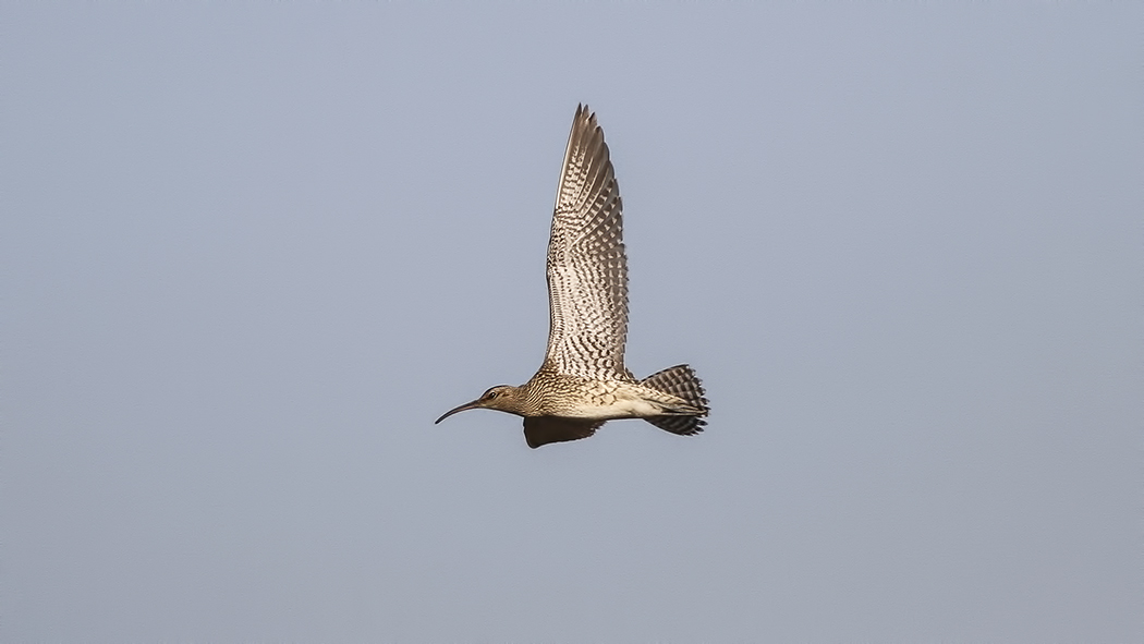 Eurasian Whimbrel
