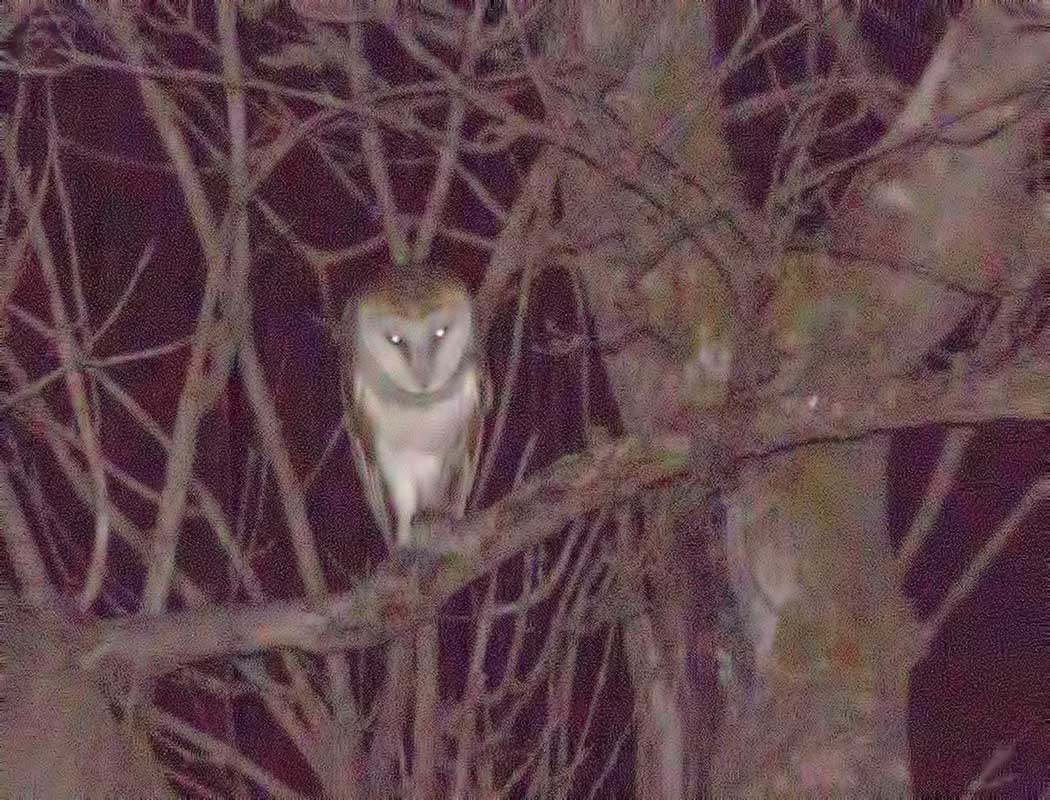 Western Barn Owl