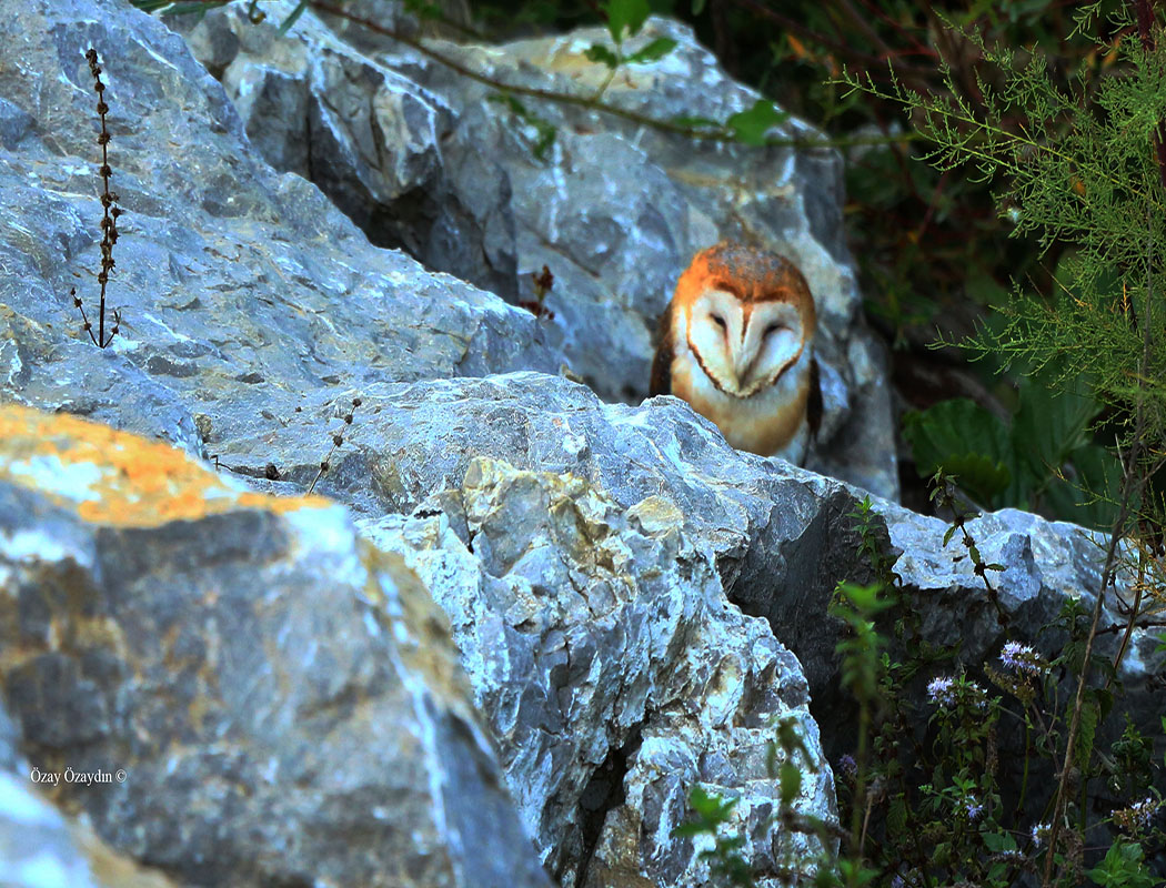 Western Barn Owl