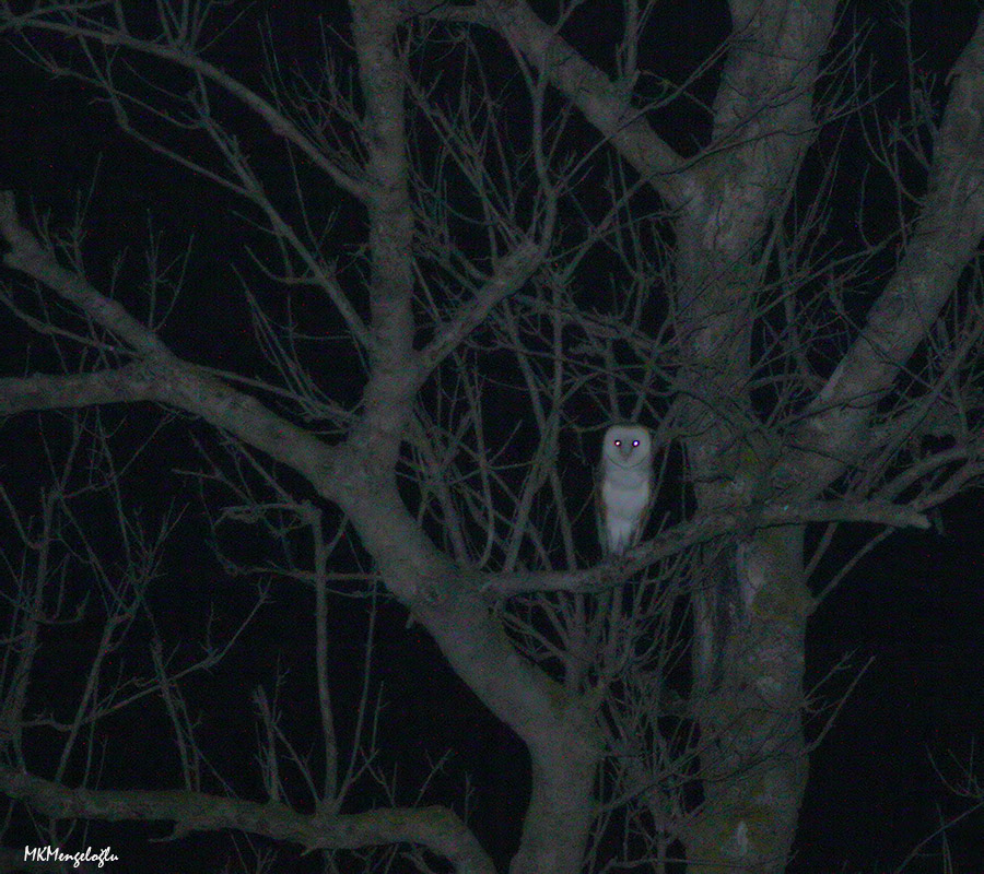 Western Barn Owl