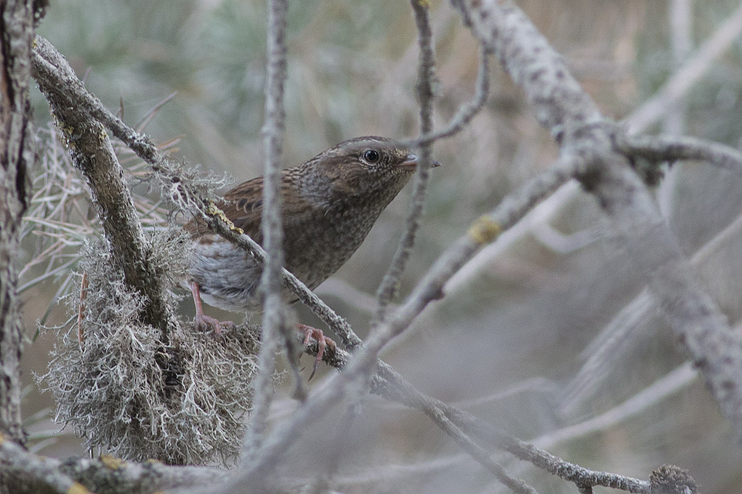 Dunnock