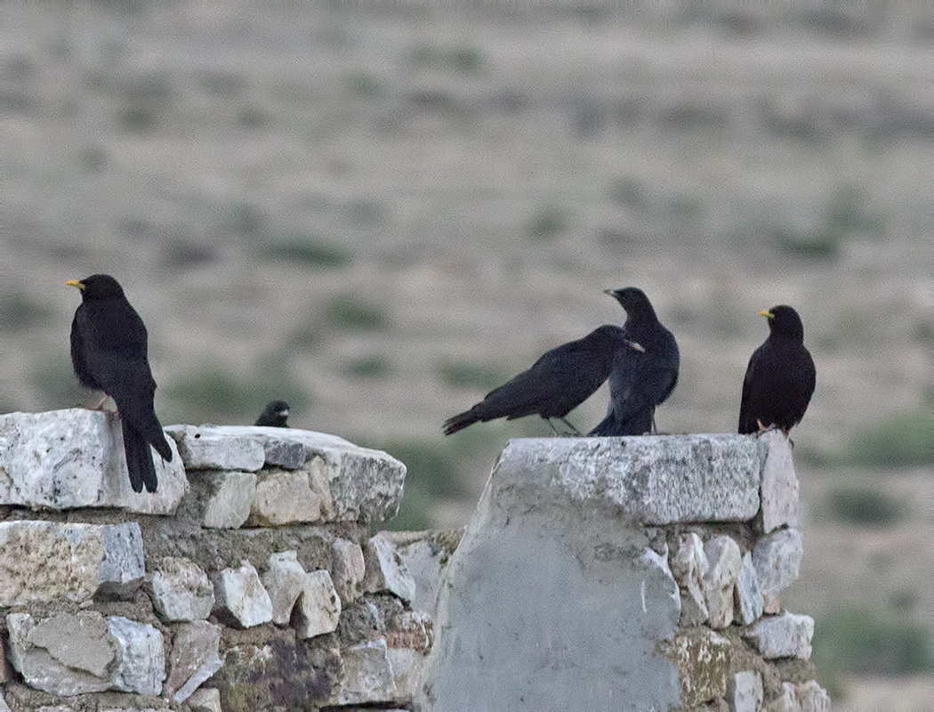 Alpine Chough