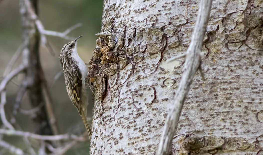 Eurasian Treecreeper