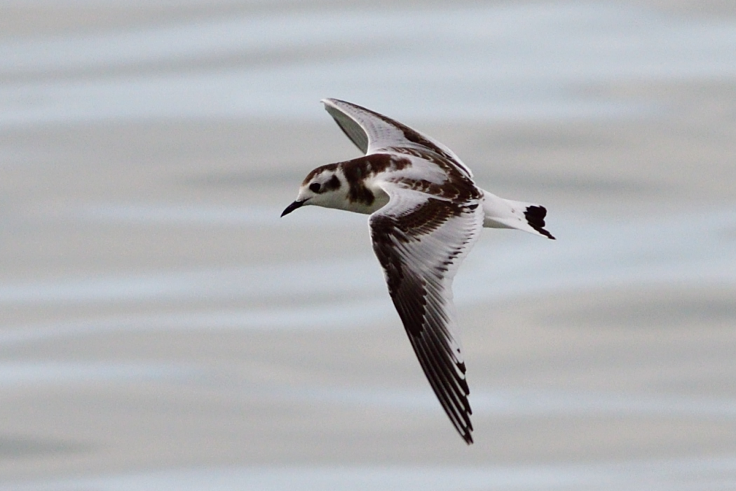 Little Gull