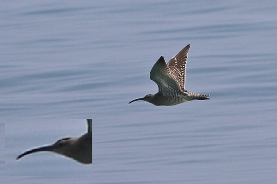 Eurasian Whimbrel