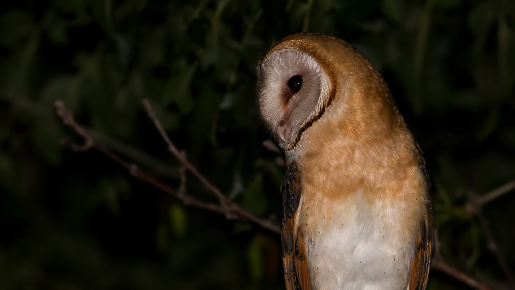 Western Barn Owl