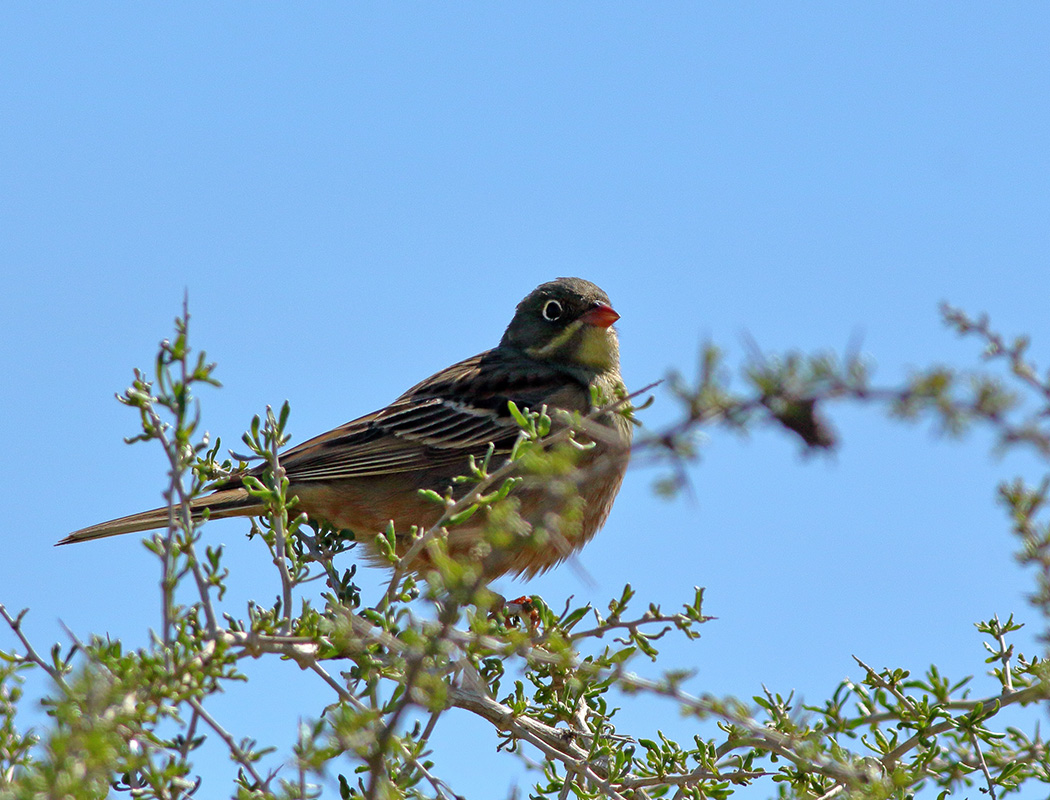 Ortolan Bunting