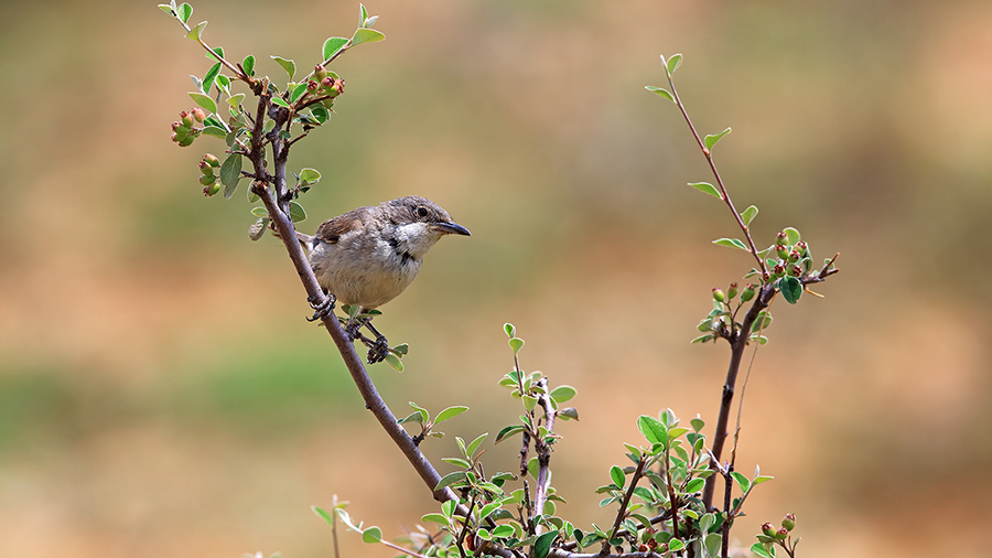 Eastern Orphean Warbler