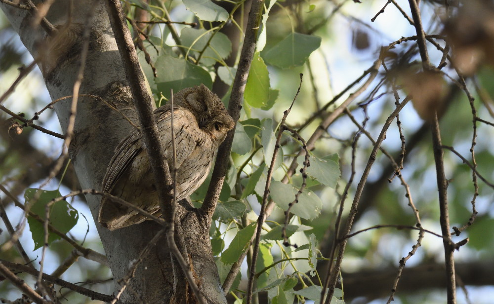 Pallid Scops Owl