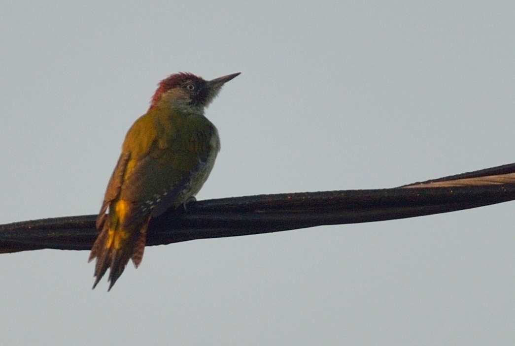 European Green Woodpecker