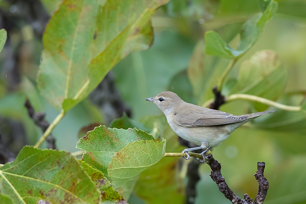 Garden Warbler