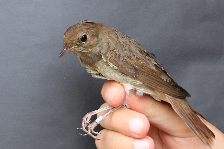 Thrush Nightingale
