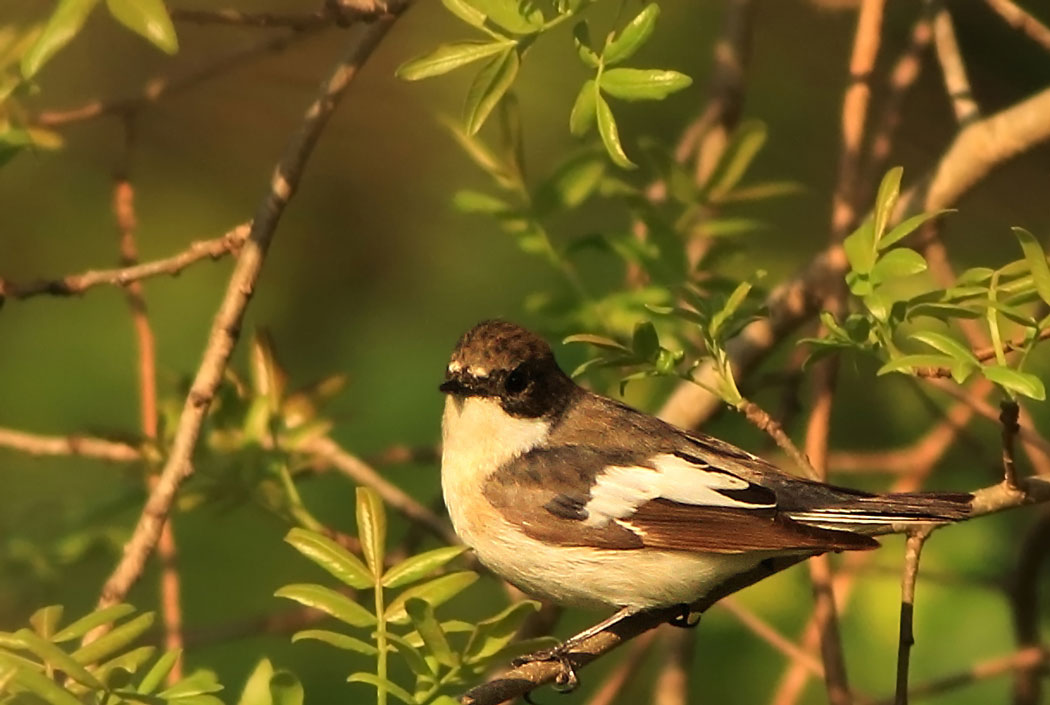 European Pied Flycatcher