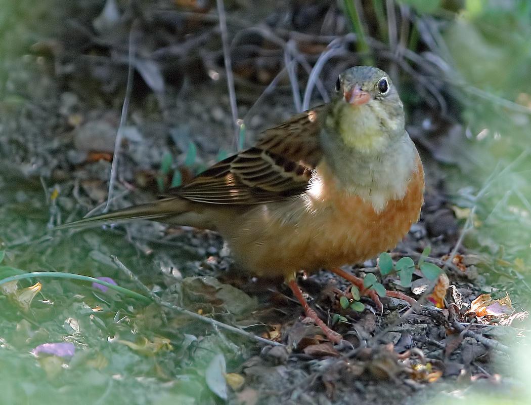 Ortolan Bunting