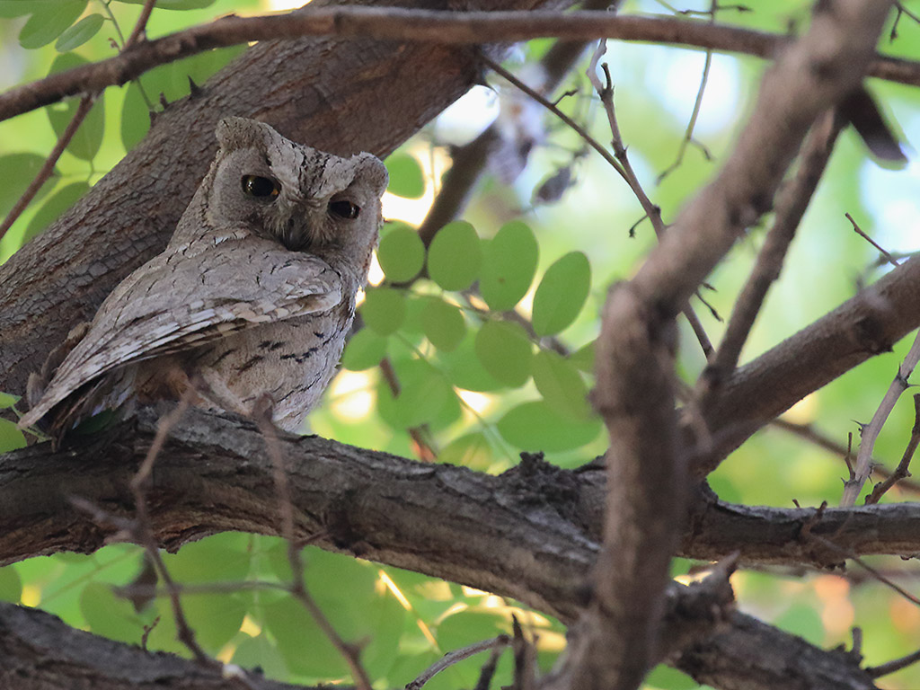 Pallid Scops Owl