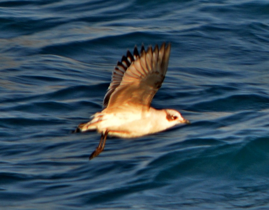 Little Gull