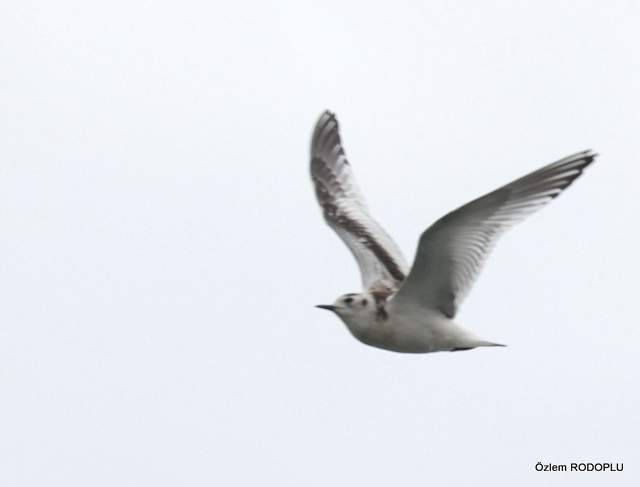 Little Gull
