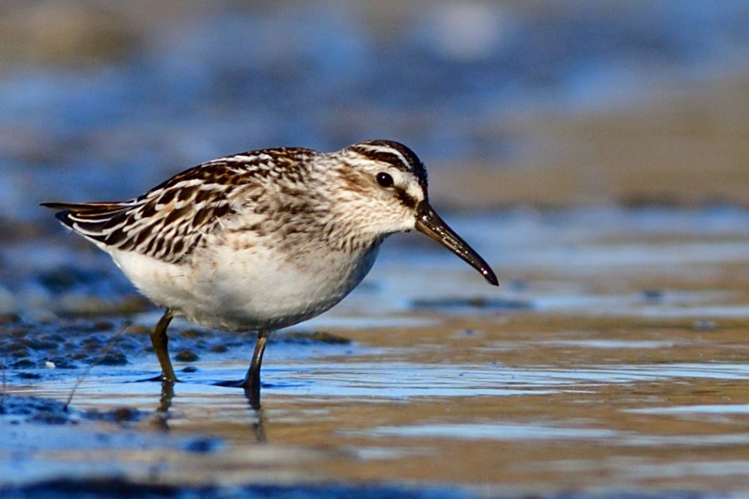 Broad-billed Sandpiper