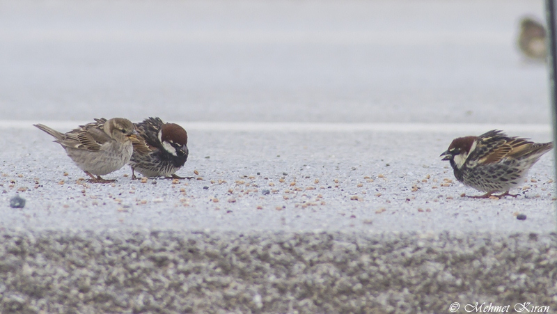 Spanish Sparrow