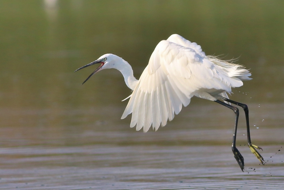 Little Egret