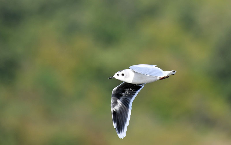 Little Gull
